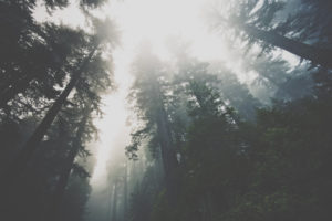 http://huntergreen.org/learn/attachment/deep-foggy-forest/Collection.